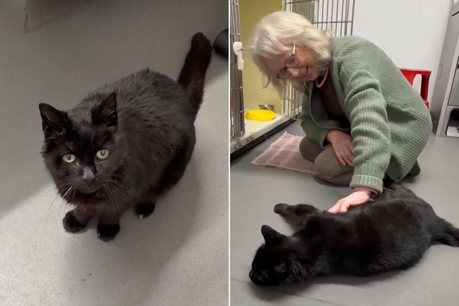 宠物芯片的十二年考验：一只走失猫咪的重逢启示录