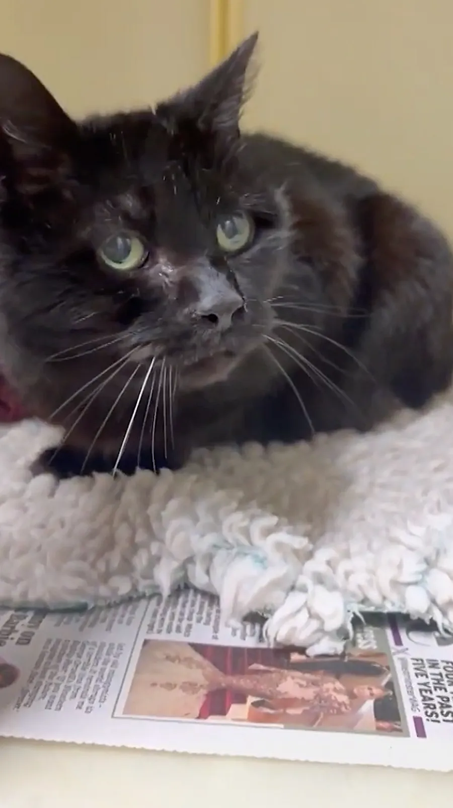  宠物芯片的十二年考验：一只走失猫咪的重逢启示录 新闻