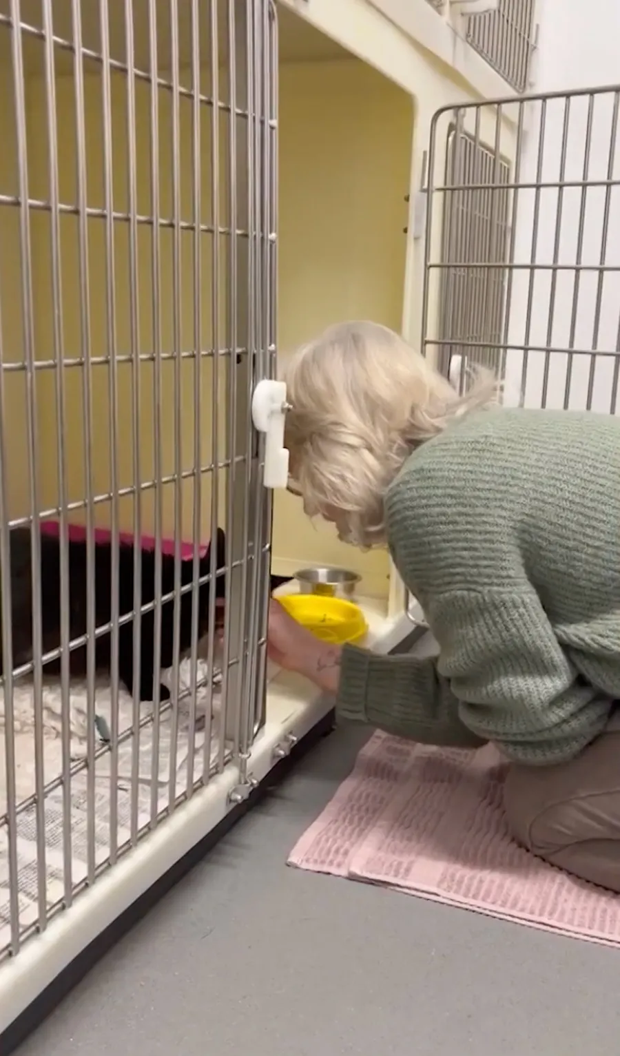  宠物芯片的十二年考验：一只走失猫咪的重逢启示录 新闻