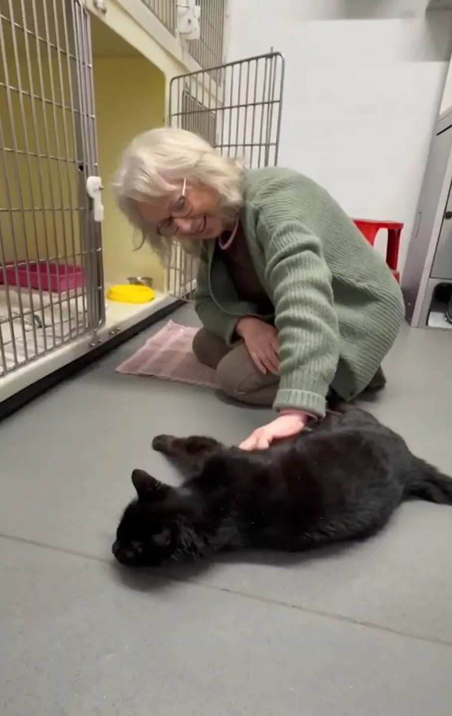  宠物芯片的十二年考验：一只走失猫咪的重逢启示录 新闻