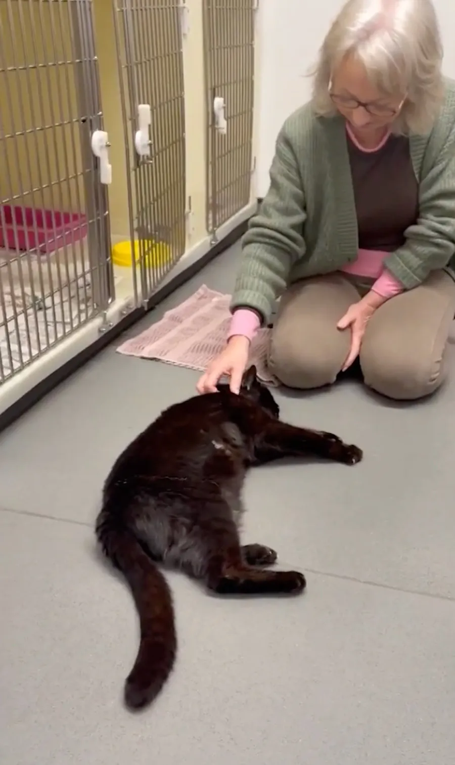  宠物芯片的十二年考验：一只走失猫咪的重逢启示录 新闻